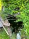 ruhiges Einfamilienhaus mit großer Werkstatt, 3 Garagen und Garten in Weinhübel ! Vielfältige Nutzungsmöglichkeiten für Wohnen und Arbeiten ! - Außenbereich (17)